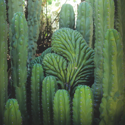 Peyote Cactus For Sale