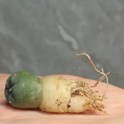 lophophora williamsii seeds