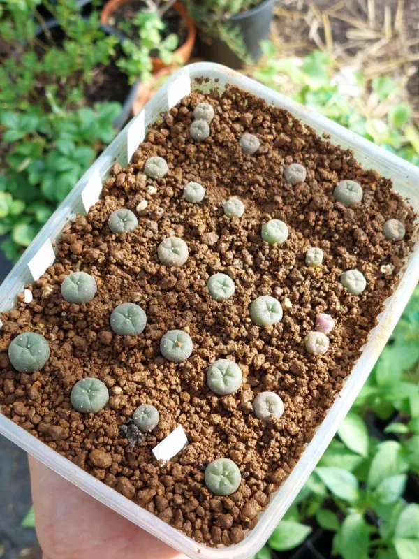 Peyote Cactus Seeds