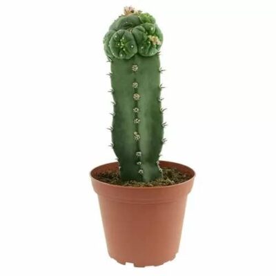 GRAFTED PEYOTE