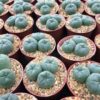 peyote buttons for sale