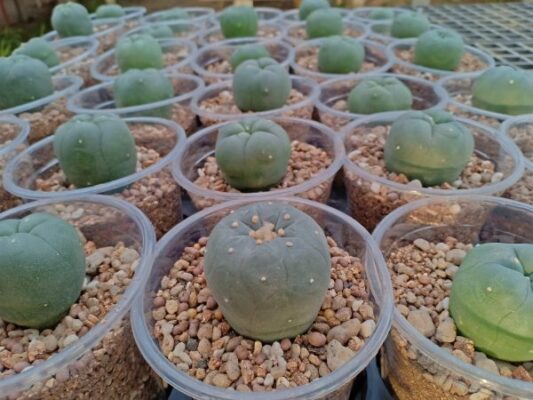 peyote cactus for sale